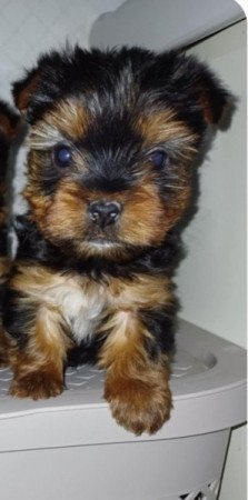 Yorki terrier