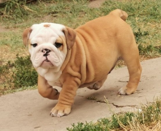 Angol bulldog