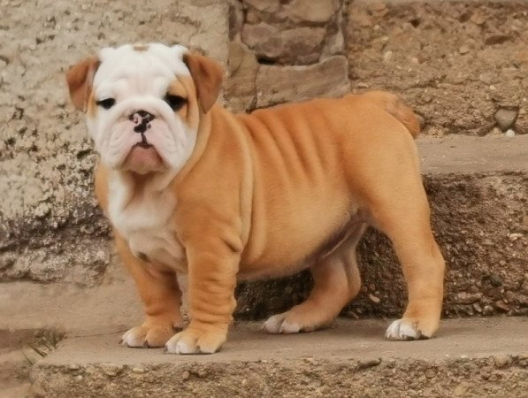 Angol bulldog
