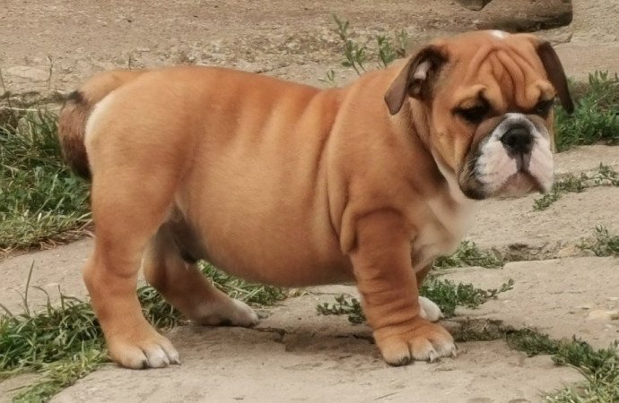 Angol bulldog