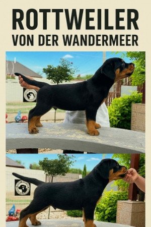Rottweiler