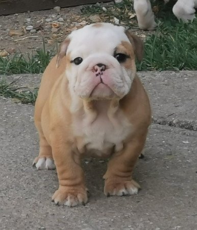 Angol bulldog