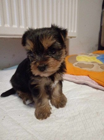 Yorkshire terrier