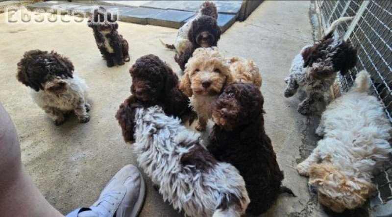 Lagoto Romagnola puppies available