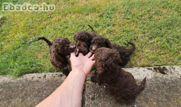 Lagoto Romagnola puppies available