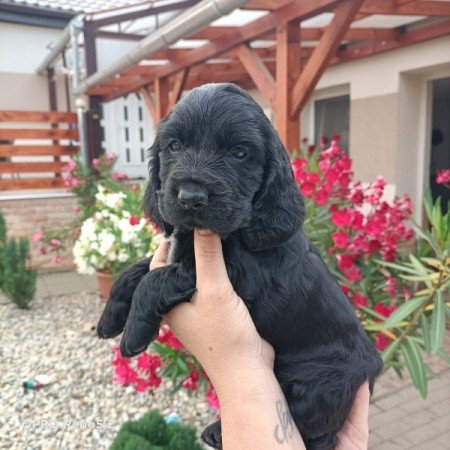 Angol Cocker spániel