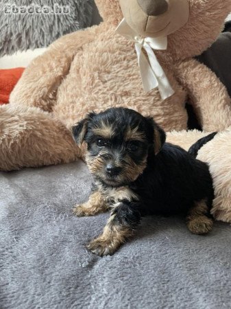 Yorky babák