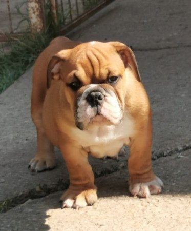 Angol bulldog