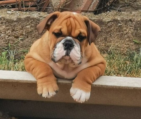 Angol bulldog