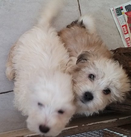 Bichon havanese