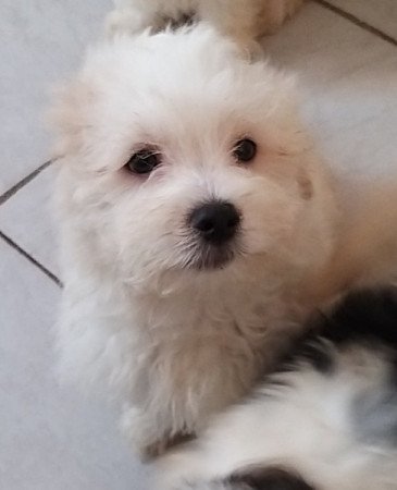 Bichon havanese