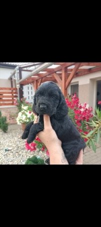 Angol Cocker spániel