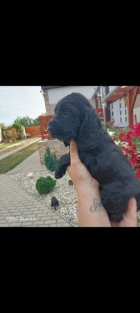 Angol Cocker spániel