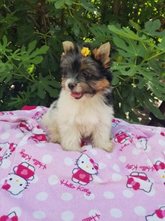 Yorkshire terrier biewer