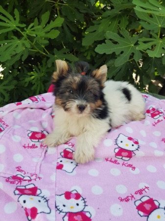 Yorkshire terrier biewer