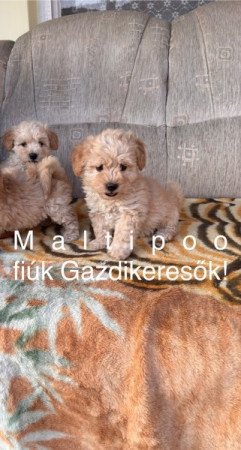 Maltipoo