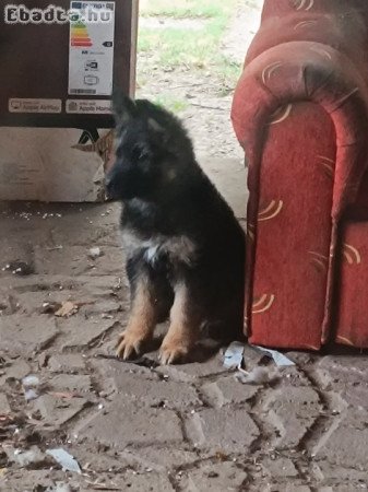 Németjuhász kiskutyák eladók