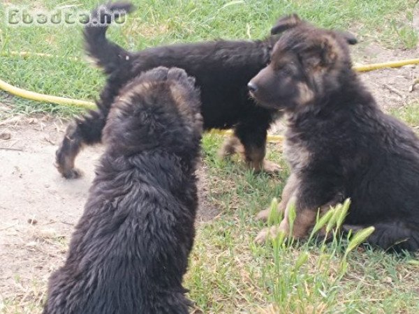 Németjuhász kiskutyák eladók