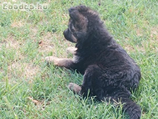 Németjuhász kiskutyák eladók