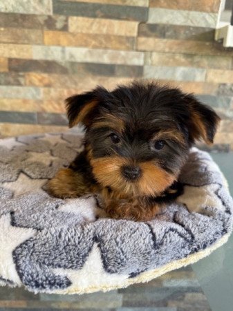 Yorkshire Terrier