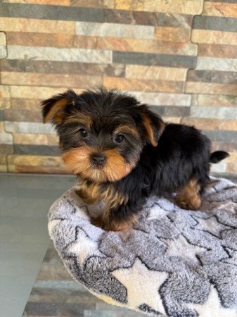Yorkshire Terrier