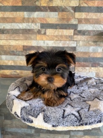 Yorkshire Terrier