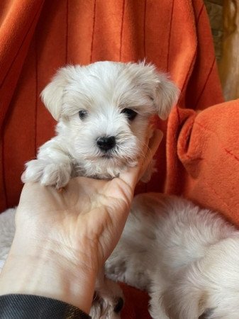 Bichon havanese