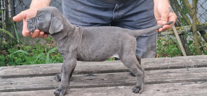Cane corso
