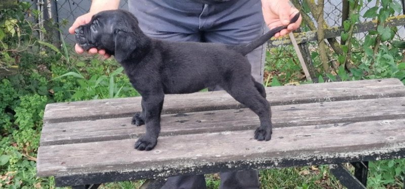 Cane corso