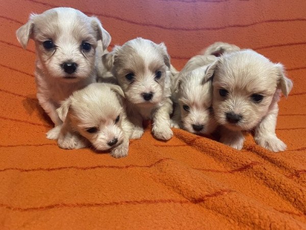 Bichon havanese