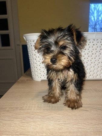 Yorkshire Terrier