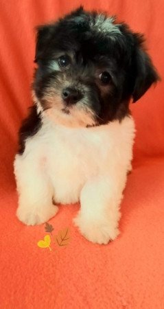 Bichon havanese