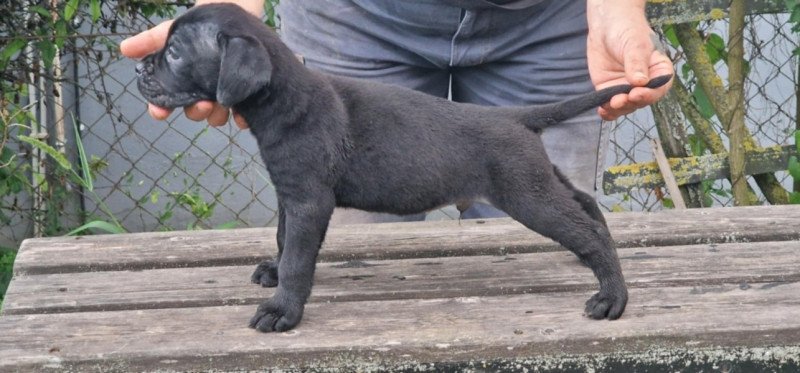 Cane corso