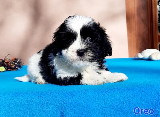 Bichon Havanese