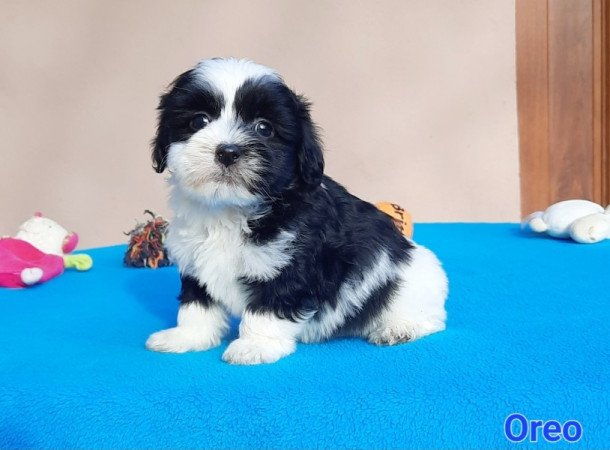 Bichon Havanese