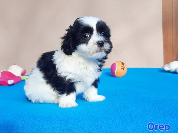 Bichon Havanese