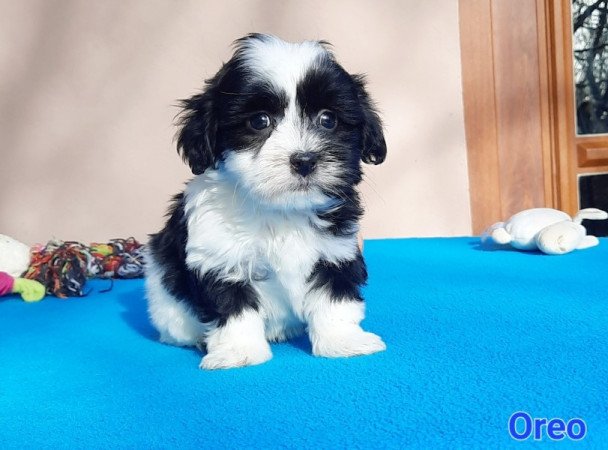 Bichon Havanese