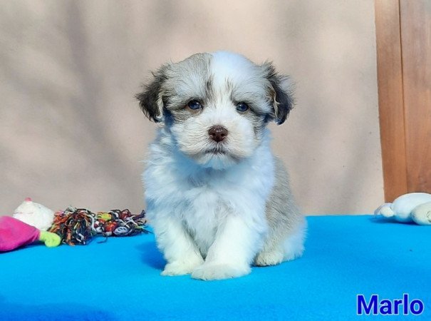 Bichon Havanese