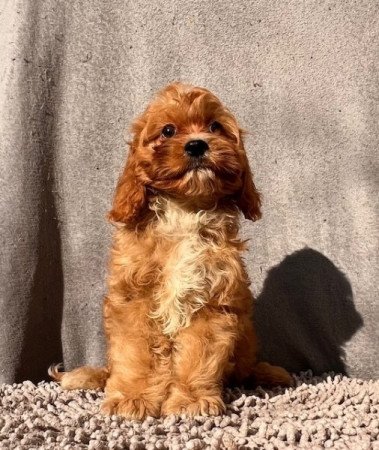 Cavalier King Charles spániel x törpe uszkár