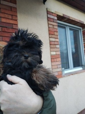 Bichon havanese