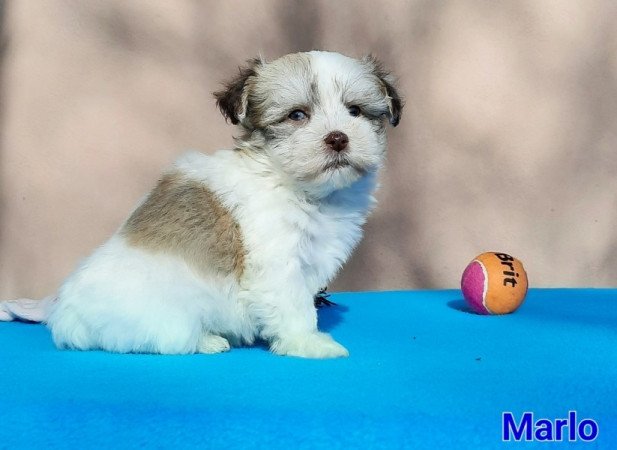 Bichon Havanese