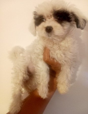 Bichon Havanese