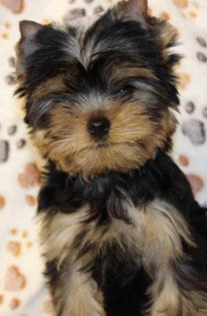 Yorkshire terrier