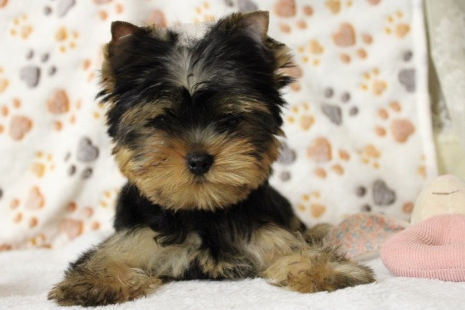 Yorkshire terrier