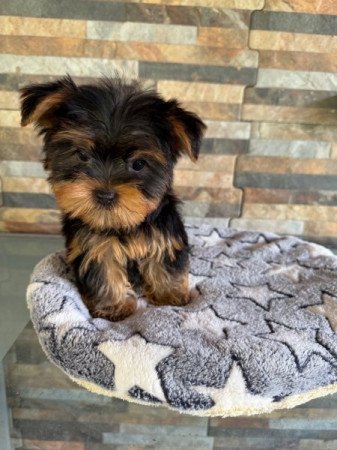 Yorkshire Terrier