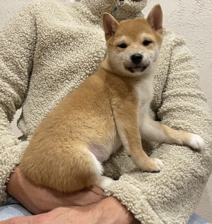 Shiba inu