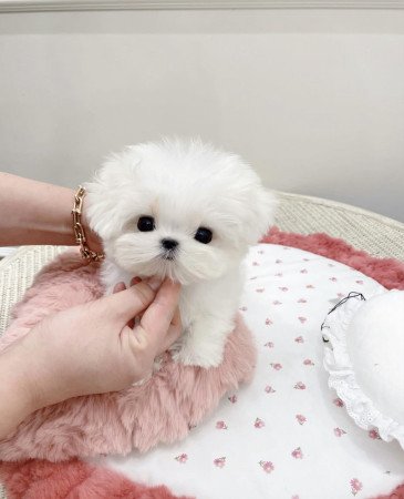 Máltai kiskutyák eladók állatbarátoknak