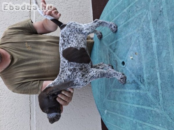 Német vizsla kölykök eladók