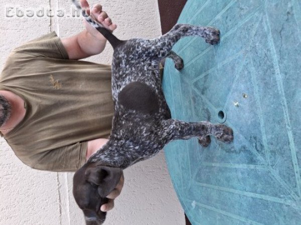 Német vizsla kölykök eladók