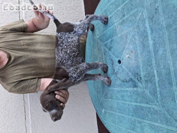 Német vizsla kölykök eladók